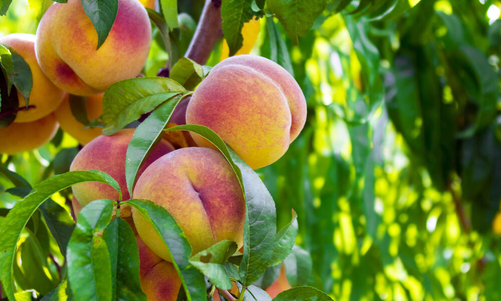 Peaches in a tree