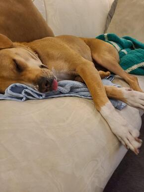 A dog asleep with her tongue out