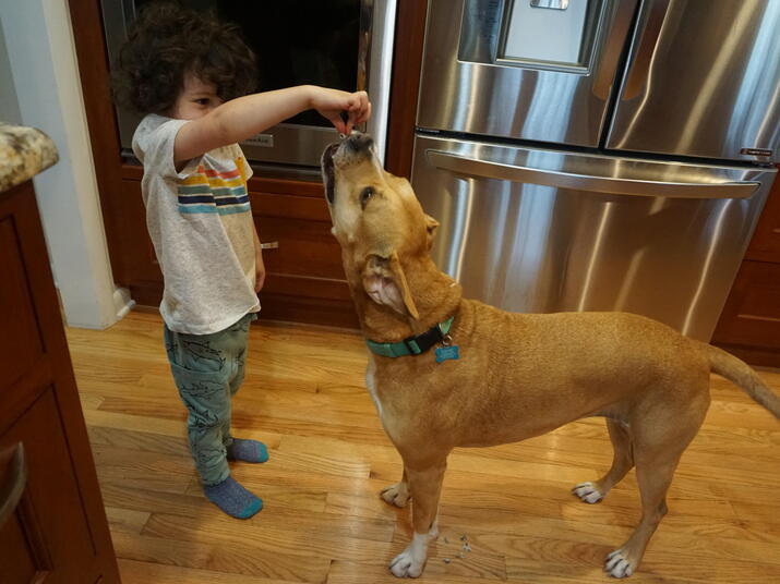 a young child gives a dog treats