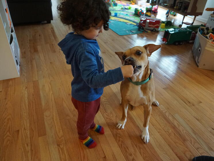 a young child gives a dog treats