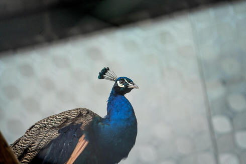A peacock walks in front of a gray wall at the Ha Noi Wildlife Rescue Center