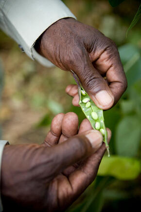A man holds damaged peas in Uganda