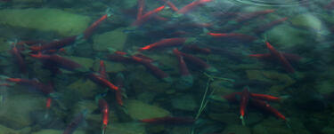 aerial view of school of salmon swimming in Lake Iliamna