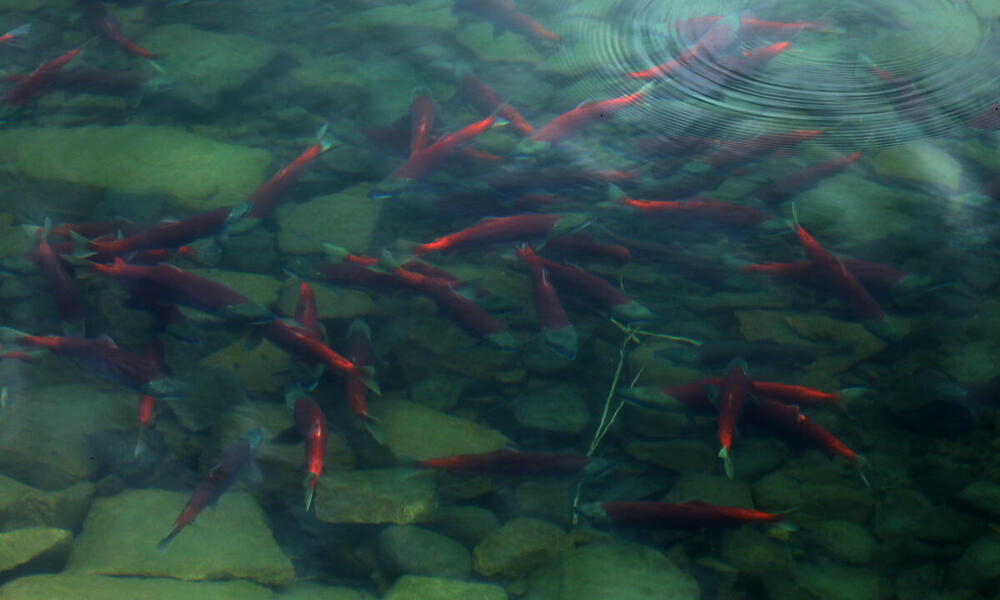 aerial view of school of salmon swimming in Lake Iliamna