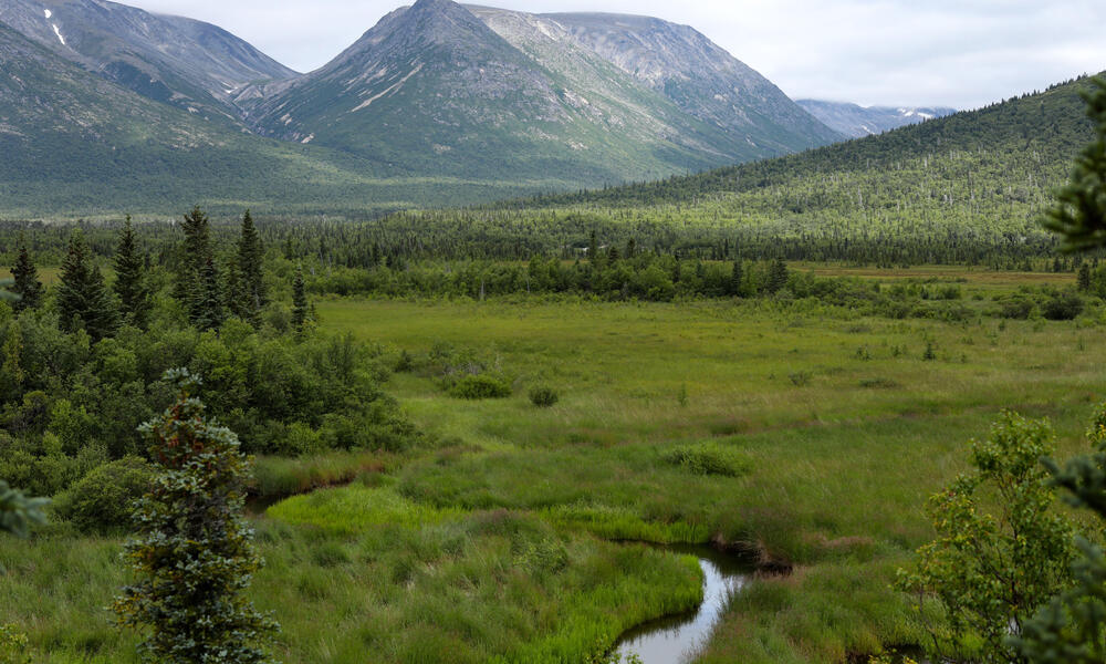 A stream runs through tall grass with a mountain in the background on a gray day