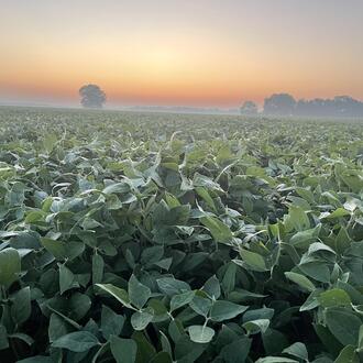 a field of produce at sunrise