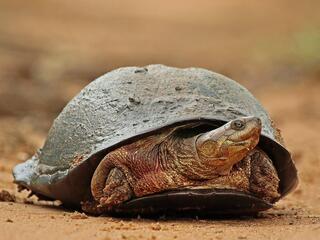 Pelomedusa, an African helmeted turtle, walks along sand