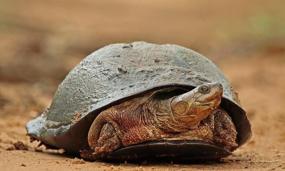 Pelomedusa, an African helmeted turtle, walks along sand