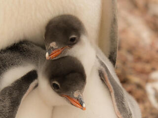Penguin Chicks
