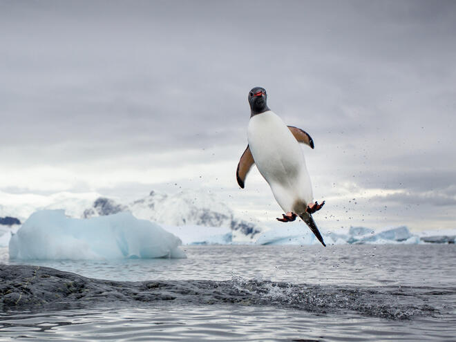 Penguin jumping