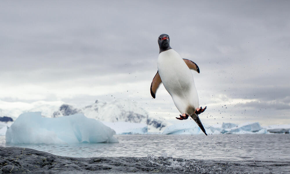 Penguin jumping