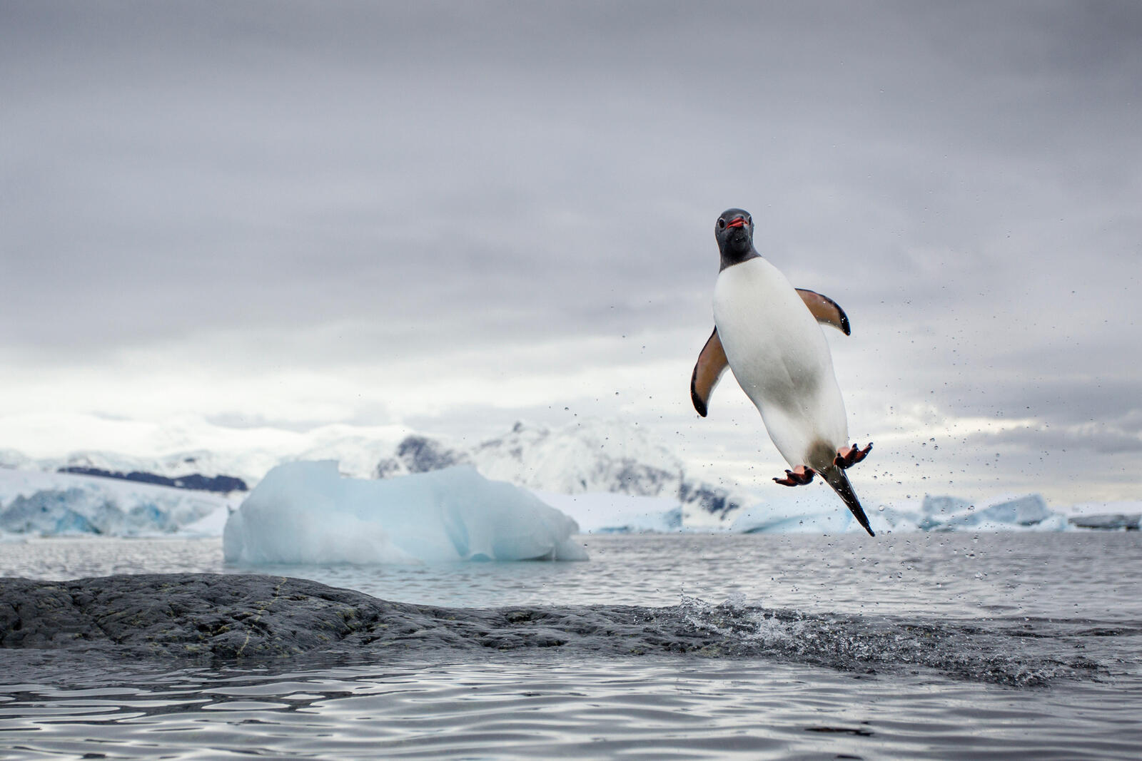 penguin jumping