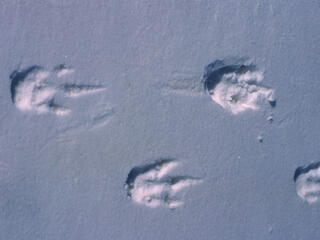 Penguin tracks
