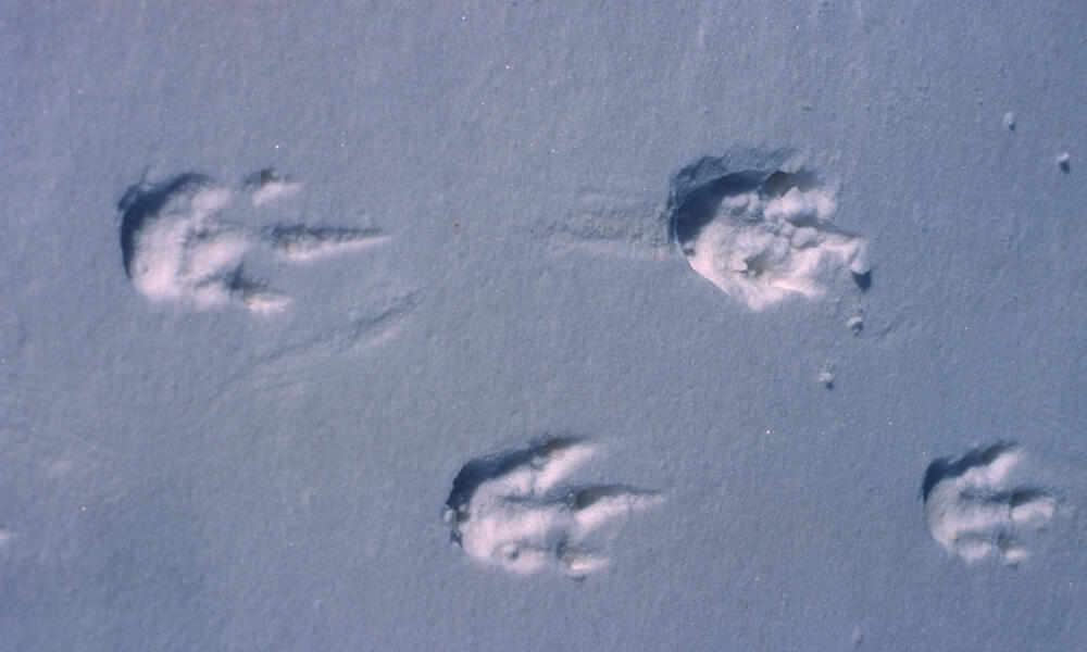 Penguin tracks