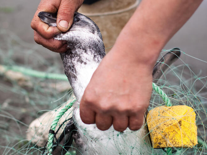 penguin bycatch