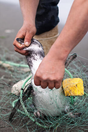 penguin bycatch