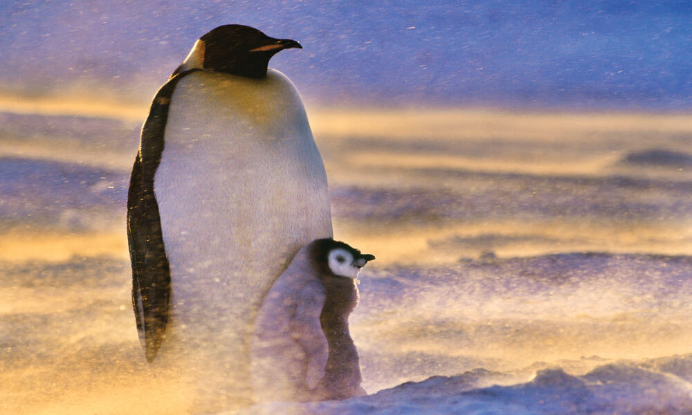 penguins in wind