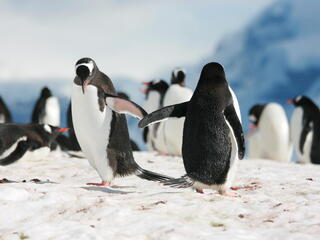 penguins touching wings