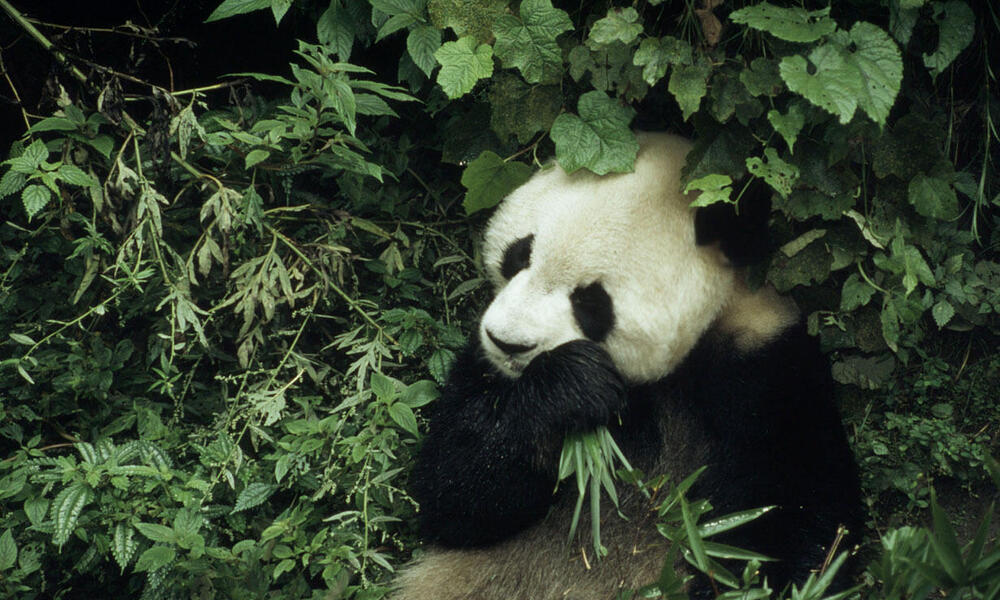 Ailuropoda melanoleuca Giant panda 6 year old male eating bamboo Wolong Research Centre, China Project number: CN0022 Project number: CN0005