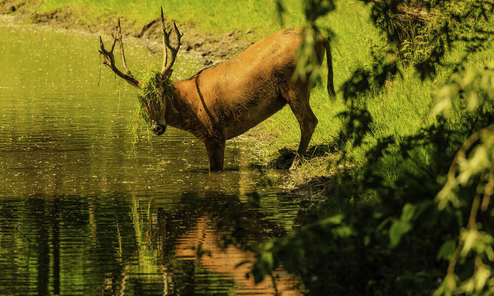 Pere David's Deer with grass in antlers