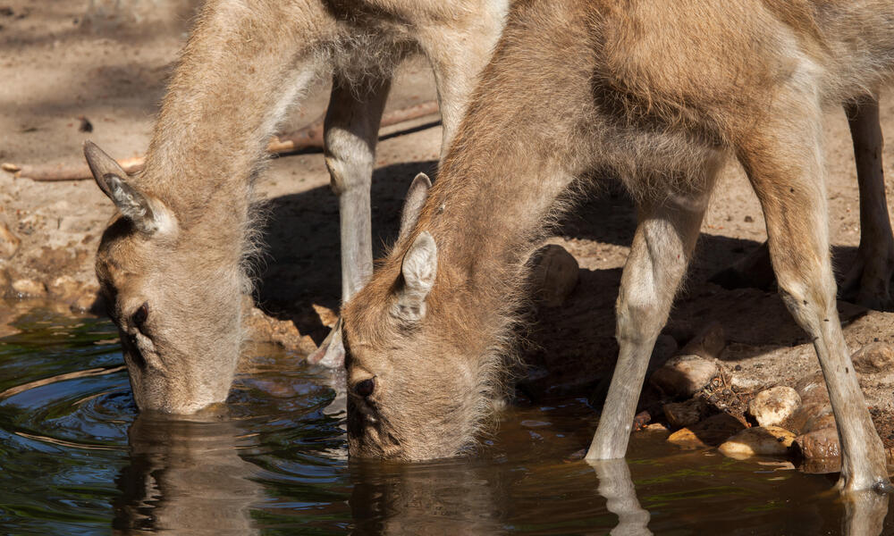 Pere David's Deer drinking water