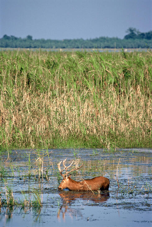 Pere David's Deer wading in water