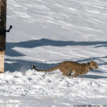 Persian Leopard Release Victoria