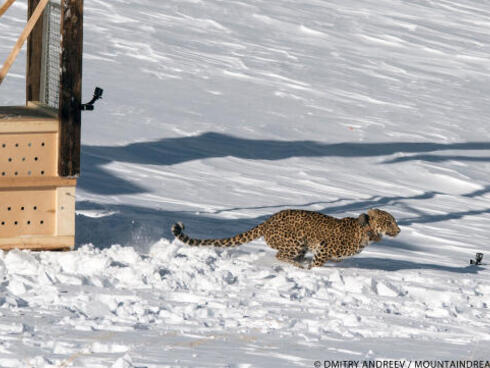 Persian Leopard Release Victoria