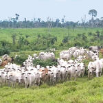 Cattle in field