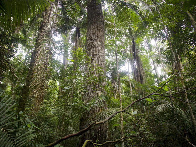 forest in peru