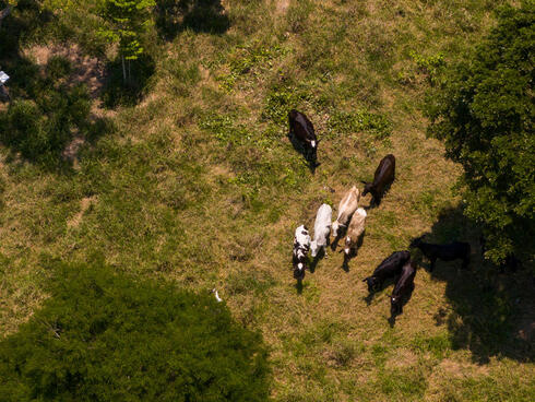 Aerial photo of cows in pasture