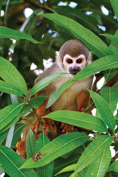 Monkey peeking through leaves