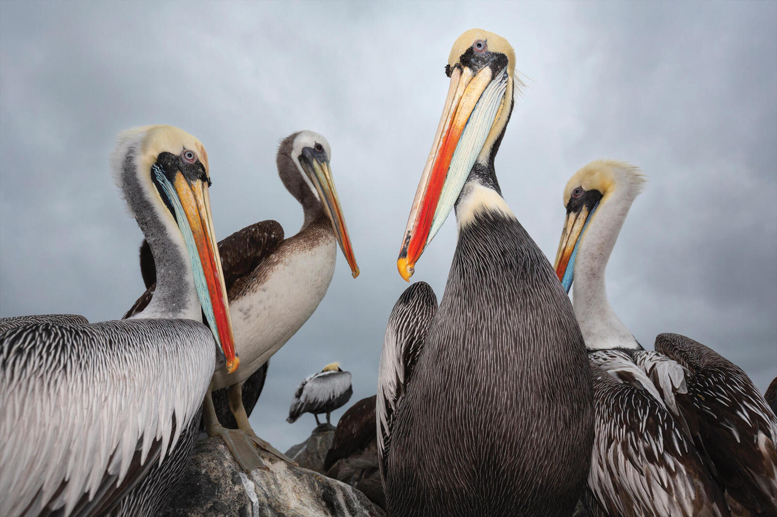 Closeup of 4 pelicans