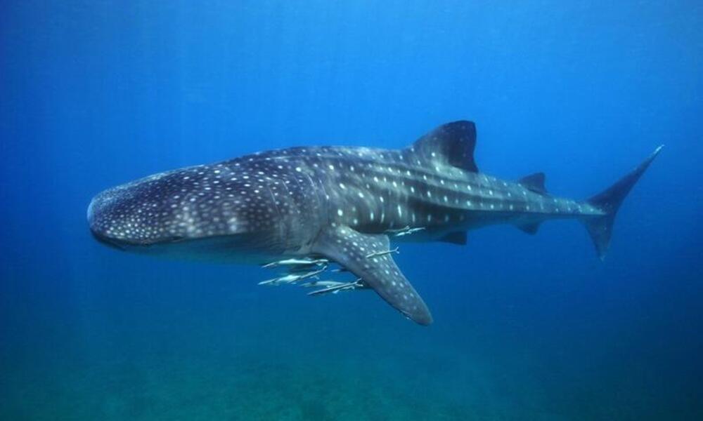 Close Encounters: Swimming with Whale Sharks in the Philippines