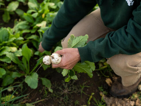 Close-up of a person pulling radishes out of the dirt