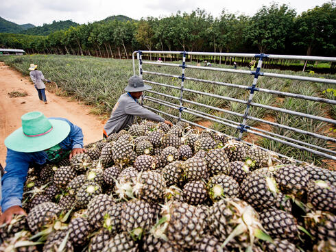 Farmers load pineapples into a truck from a field.