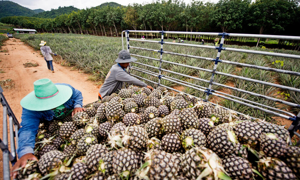 Farmers load pineapples into a truck in the foreground with pineapple fields in the background