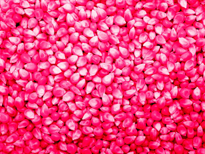 Pink corn