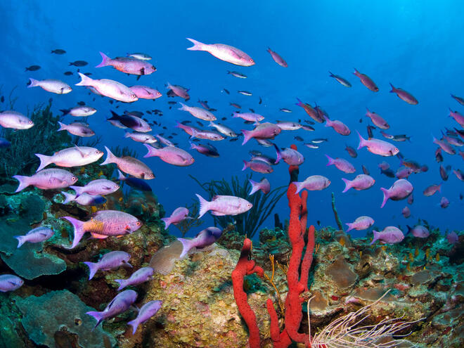 Underwater photo of coral and pink fish