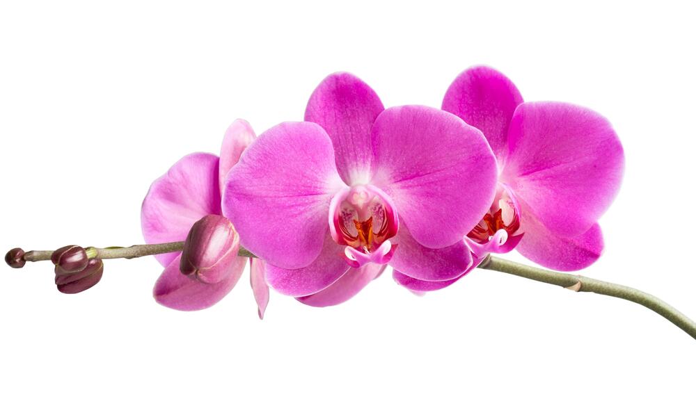A branch with numerous pink orchid blossoms running horizontally on a white background