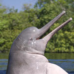 freshwater dolphin