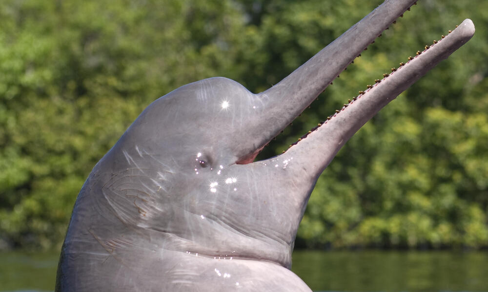 Pink river dolphin breaching