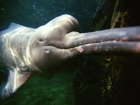 Amazon (pink) river dolphin underwater