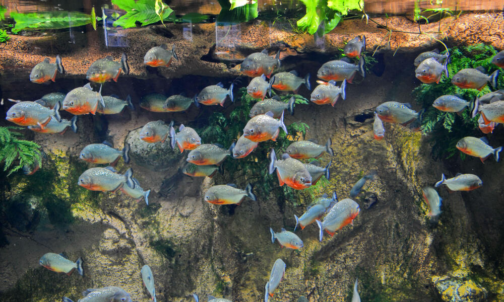 A school of piranhas swims in the Amazon