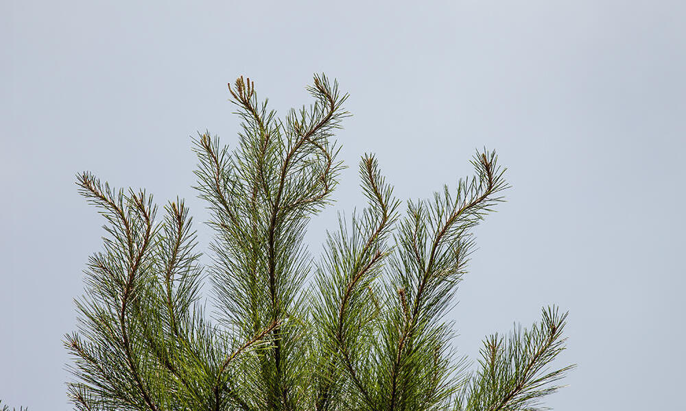 top of a pine tree