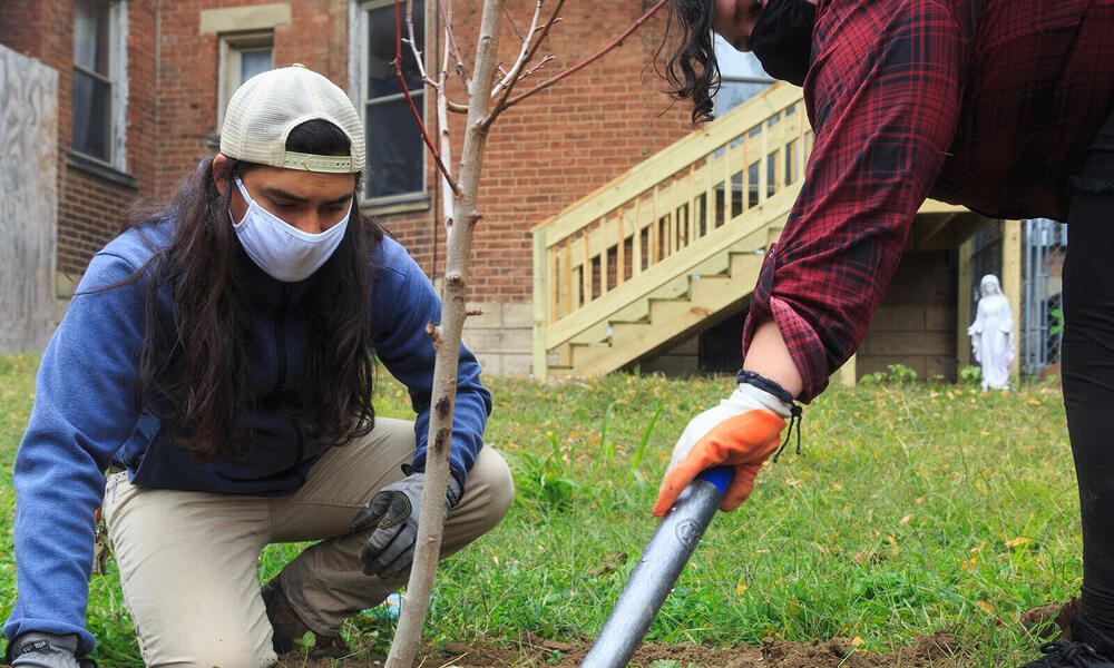 Two individuals plant a fruit tree in a neighborhood in Cincinnati