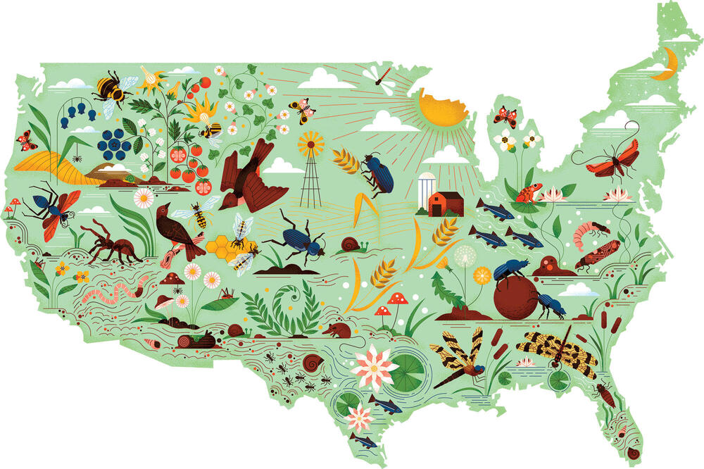 USA map illustration showing insects