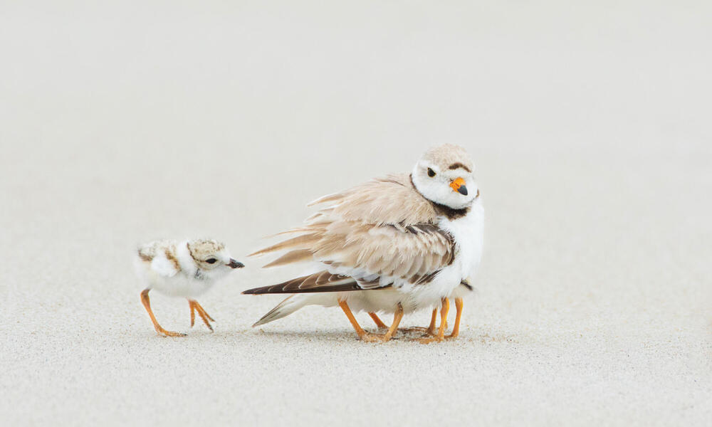 Piping Plover