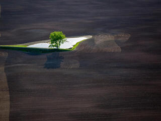 A single tree stands in a pool of water in a large dirt field