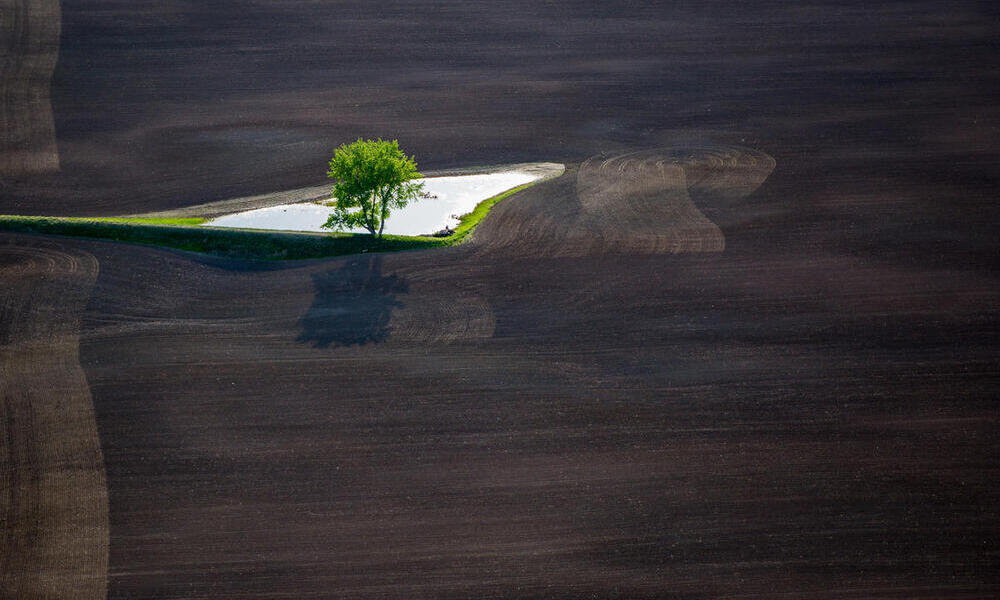 A single tree stands in a pool of water in a large dirt field